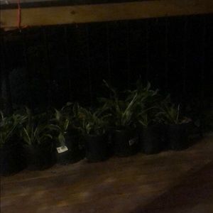 Meet your Posher, Narissa